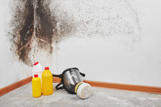 Best Mold Removal Company Near Me  in Clute, TX