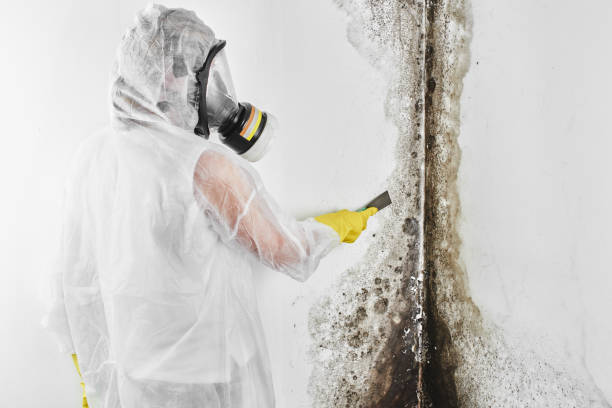 Office Mold Removal Services in Clute, TX