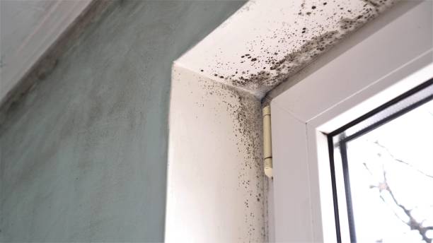 Best Mold Testing  in Clute, TX