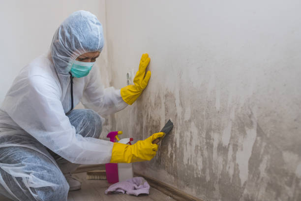 Best Home Mold Removal  in Clute, TX
