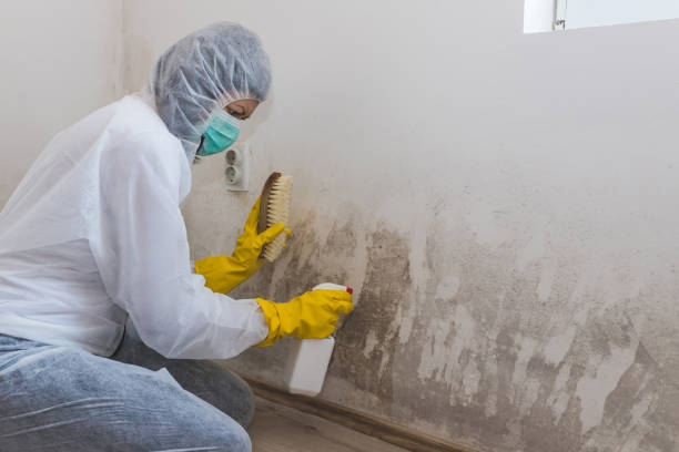 Best Black Mold Removal  in Clute, TX