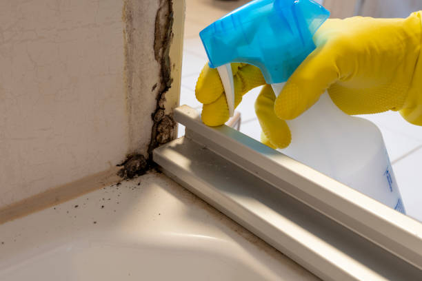 Best Residential Mold Removal  in Clute, TX