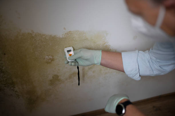 Best Professional Mold Removal  in Clute, TX