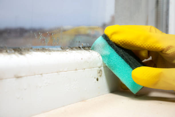 Best Mold Testing  in Clute, TX