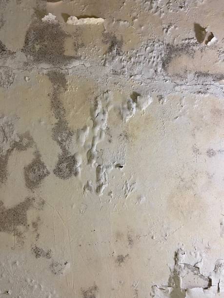Best Mold Remediation  in Clute, TX