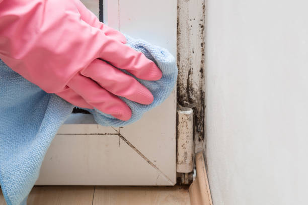 Best Certified Mold Removal  in Clute, TX