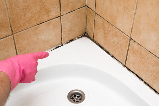 Best Same-Day Mold Removal  in Clute, TX