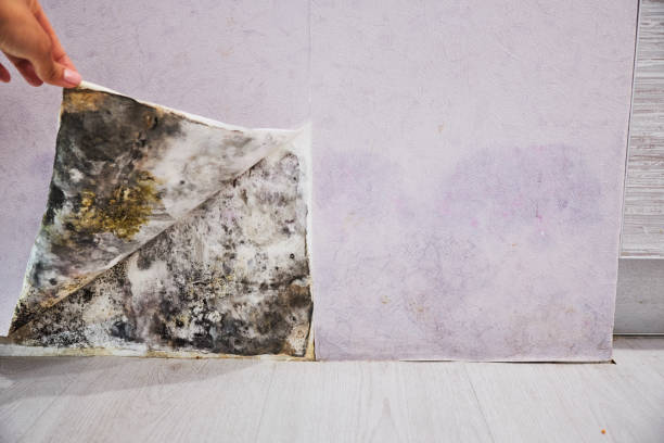 Best Attic Mold Removal  in Clute, TX